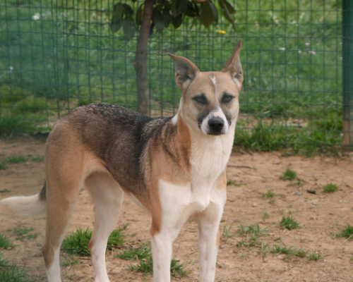 Adotta un cane, femmina, 12 anni  e 5 mesi , Milano