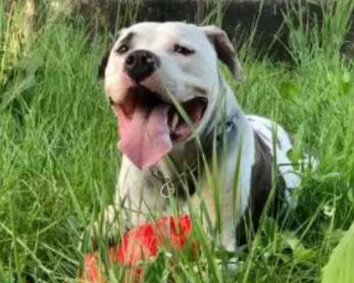 Adotta un cane, maschio, 8 anni  e 3 mesi , Monza