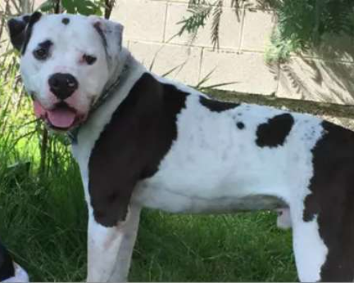 Vuoi adottare un cane a Monza?