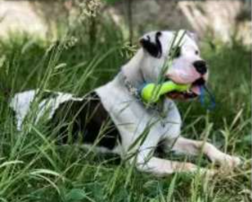 Adotta un cane, taglia gigante, maschio, Monza