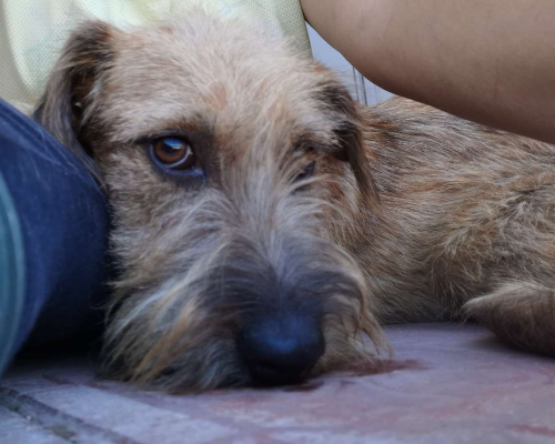 Adotta un cane, femmina, 5 anni  e 2 mesi , Bergamo