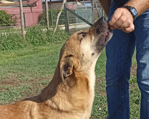 Foto dell'animale