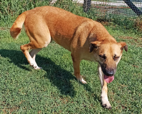 Vuoi adottare un cane a Latina?
