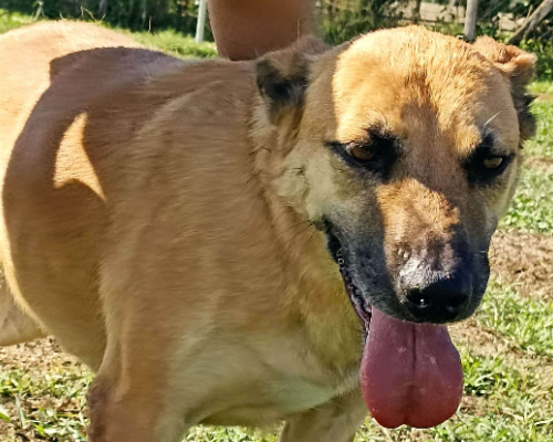 Adotta il cane Amos a Latina