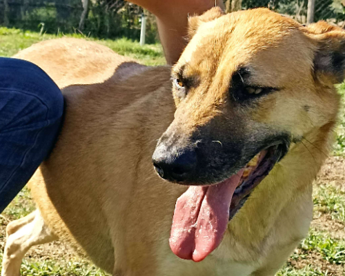 Adotta un cane, maschio, 8 anni  e 7 mesi , Latina