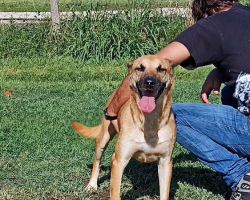 Adotta un cane, taglia media, maschio, Latina