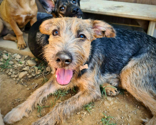 Adozione cane, femmina, meticcio, 3 anni e 5 mesi, taglia media contenuta, Varese
