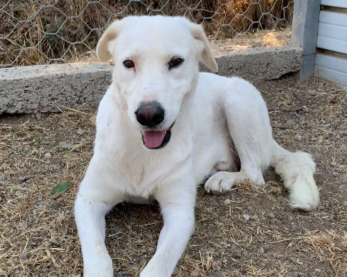 Adotta un cane, femmina, 5 anni , Viterbo
