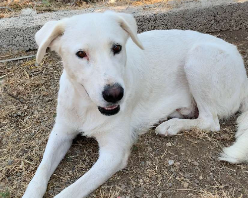 Adotta un cane, taglia media, femmina, Viterbo