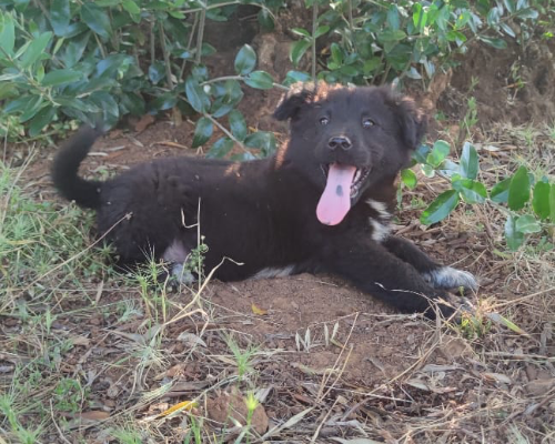 Adotta un cane, maschio, 3 anni  e 4 mesi , Cosenza