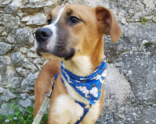 Adotta un cane, maschio, 2 anni  e 5 mesi , Frosinone