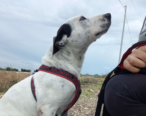 Adotta un cane, femmina, 7 anni  e 5 mesi , Taranto