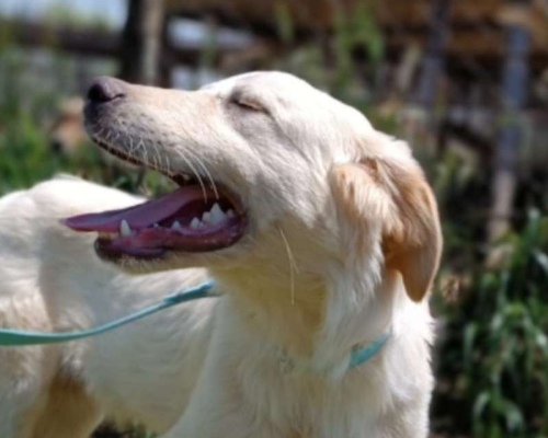 Adotta un cane, maschio, 2 anni  e 6 mesi , Roma