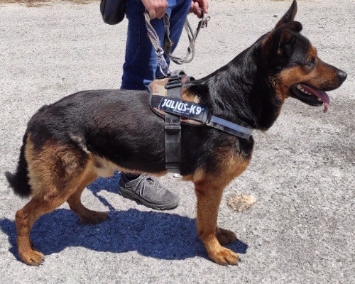 Adotta un cane, maschio, 10 anni  e 3 mesi , Bari