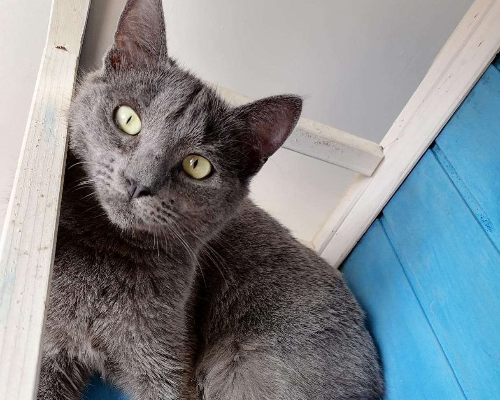 Adotta un gatto, taglia non valida, maschio, Napoli