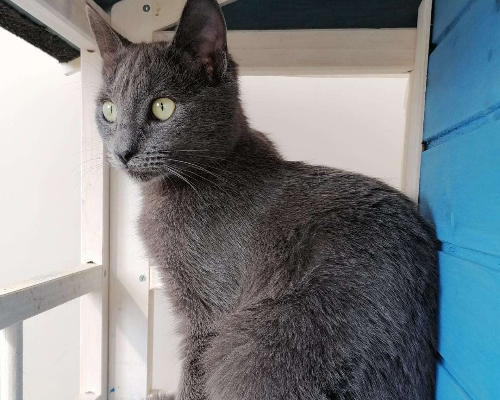 Adotta un gatto, maschio, 3 anni  e 11 mesi , Napoli