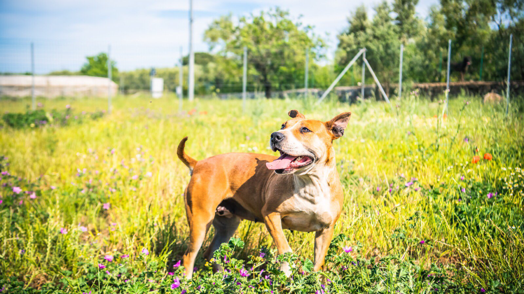 Adotta un cane, femmina, 8 anni  e 2 mesi , Bari