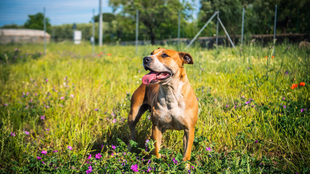 Adotta un cane, taglia media, femmina, Bari