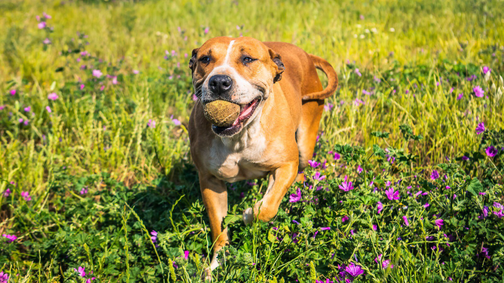 Vuoi adottare un cane a Bari?