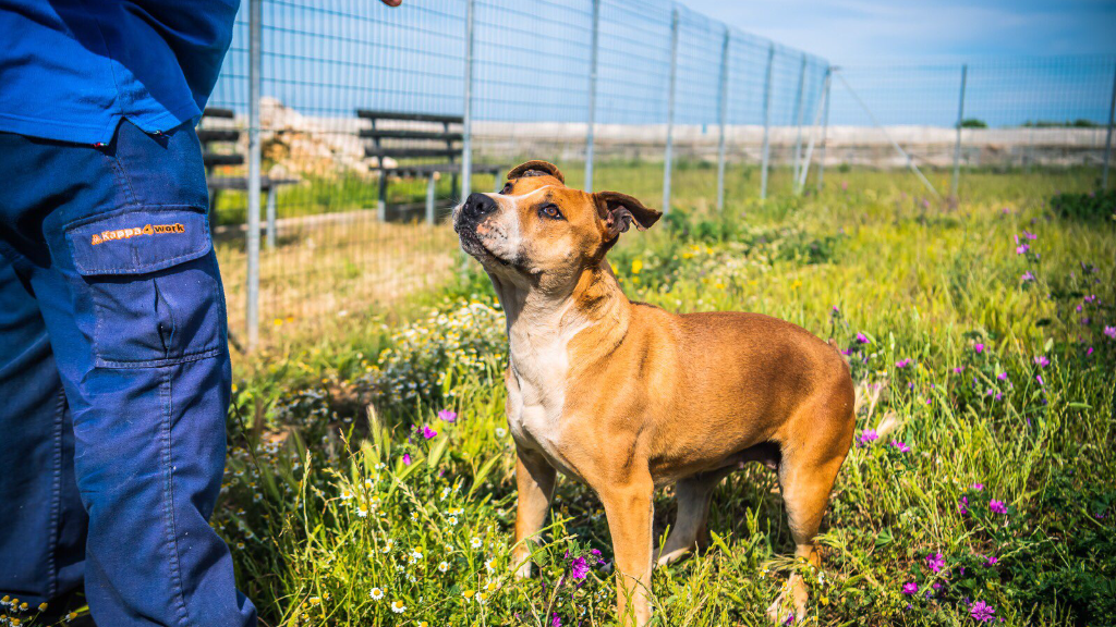 Adotta il cane Leslie a Bari
