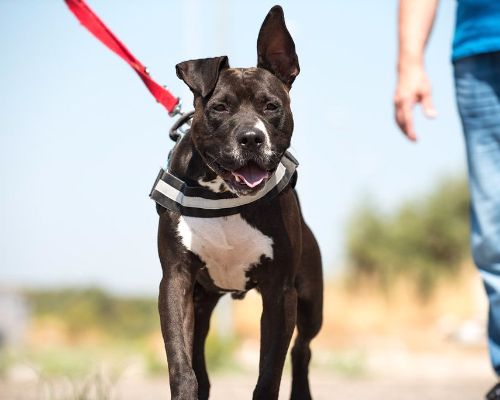 Adotta un cane, maschio, 6 anni  e 4 mesi , Bari