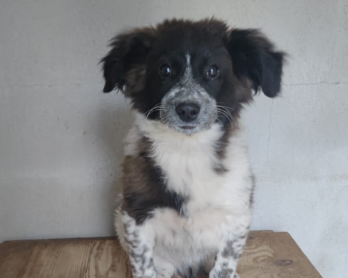 Adozione cane, maschio, meticcio, 3 anni e 4 mesi, taglia media, Milano