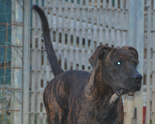 Adotta un cane, taglia grande, maschio, Bergamo