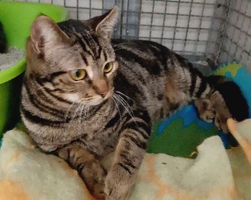 Adotta un gatto, maschio, 2 anni  e 9 mesi , Bologna
