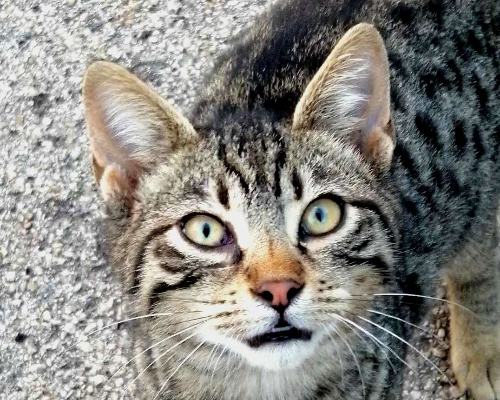 Adotta un gatto, maschio, 2 anni  e 6 mesi , Brindisi