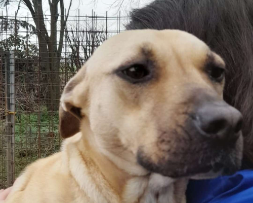 Adotta un cane, femmina, 4 anni e 5 mesi, Rovigo