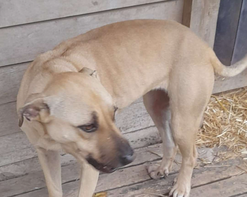 Adotta un cane, taglia media, femmina, Rovigo