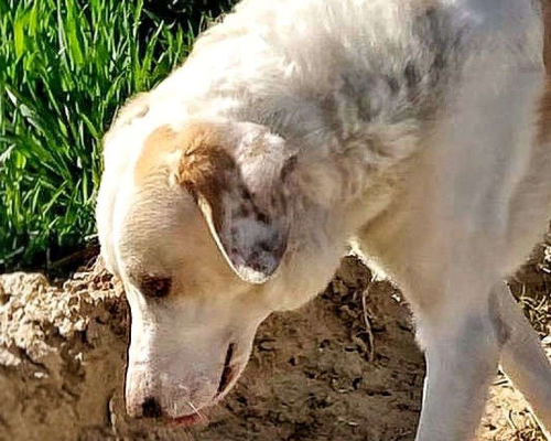 Adozione cane, maschio, meticcio, 4 anni e 8 mesi, taglia grande, Crotone