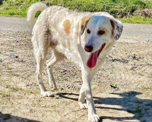 Adotta un cane, taglia grande, maschio, Crotone