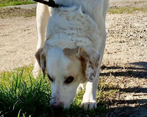 Vuoi adottare un cane a Crotone?