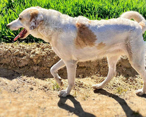 Adotta un cane, maschio, 4 anni e 8 mesi, Crotone