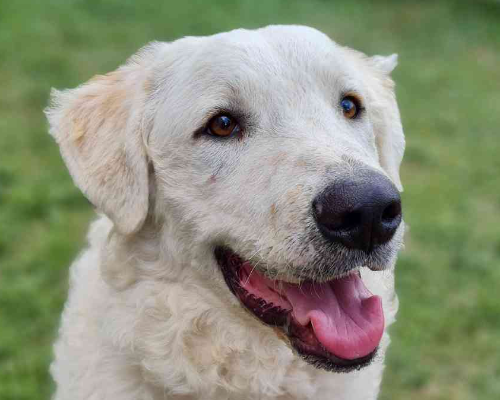 Vuoi adottare un cane a Agrigento?