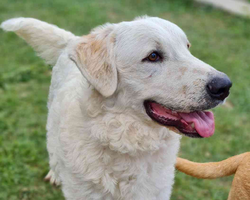 Adotta un cane, taglia grande, maschio, Agrigento