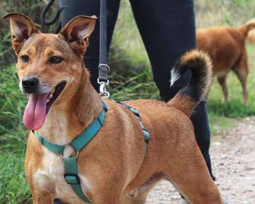 Adotta il cane Bruno a Napoli