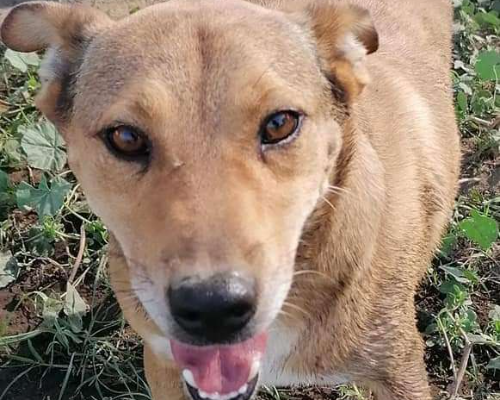 Vuoi adottare un cane a Napoli?