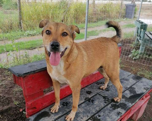 Adotta un cane, maschio, 8 anni  e 1 mese, Napoli