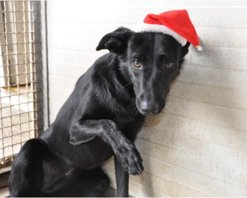 Vuoi adottare un cane a Napoli?