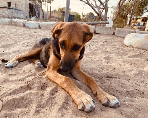Adozione cane, femmina, meticcio, 5 anni e 2 mesi, taglia media, Siracusa
