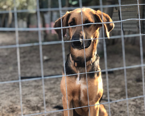 Adotta un cane, femmina, 5 anni e 2 mesi, Siracusa