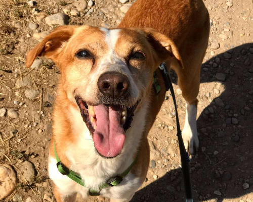 Adozione cane, maschio, meticcio, 15 anni e 9 mesi, taglia media contenuta, Milano
