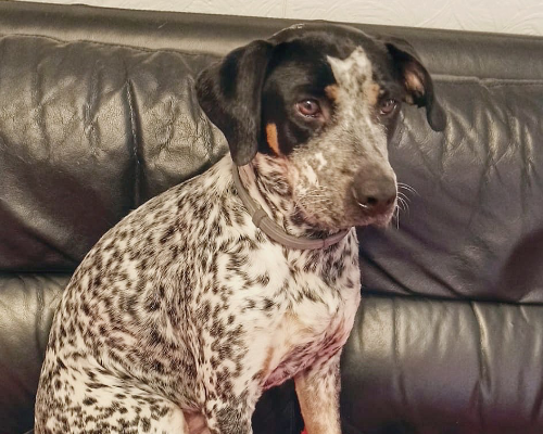 Adotta un cane, femmina, 3 anni  e 9 mesi , Genova