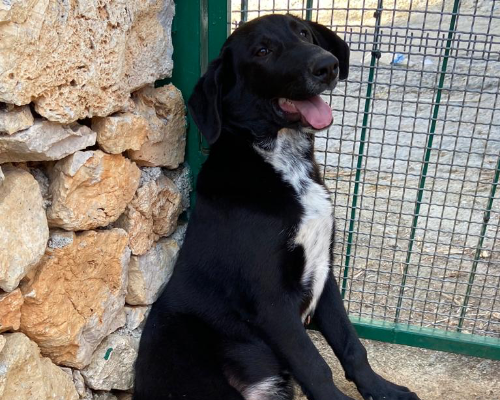Adotta un cane, maschio, 2 anni  e 9 mesi , Palermo
