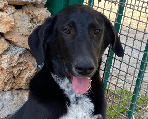 Adotta un cane, taglia media, maschio, Palermo