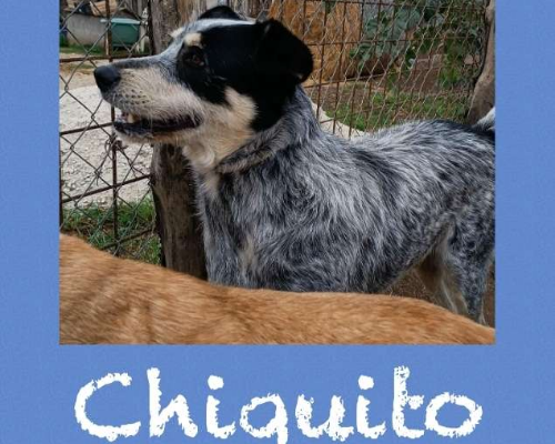 Adotta il cane Chiquito a Roma