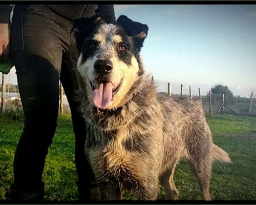 Adotta un cane, maschio, 5 anni  e 11 mesi , Roma