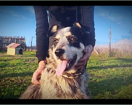 Adozione cane, maschio, meticcio, 5 anni  e 11 mesi , taglia grande, Roma